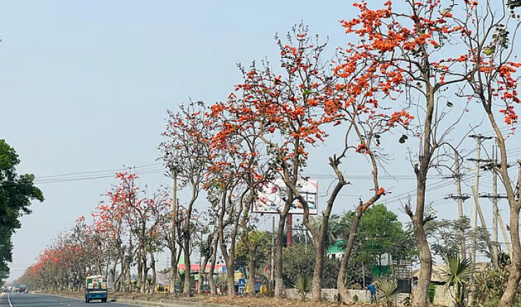 চট্টগ্রাম মহাসড়কে মুগ্ধতা ছড়াচ্ছে আগুনরাঙা পলাশ