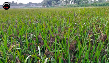 আখাউড়ায় কালো ধান চাষে নতুন সম্ভাবনা